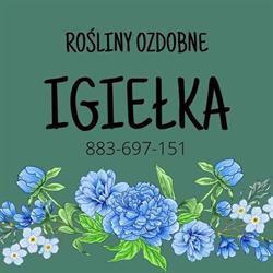 Rośliny Ozdobne Igiełka, Rębiechowo godziny otwarcia