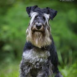 Salon Pielęgnacji i Strzyżenia psów Dog Garden, Reda godziny otwarcia