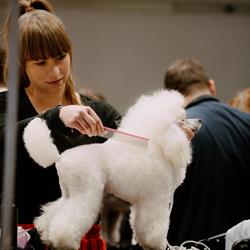 Dog's Life-Psi Fryzjer Magdalena Bilska, Września godziny otwarcia