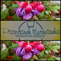 Gospodarstwo Ogrodnicze Przystanek Murowanka, Przemyśl godziny otwarcia