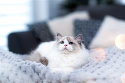 LEW w salonie PL - hodowla kotów ragdoll, Skrzyszów godziny otwarcia
