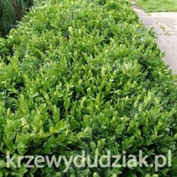 Szkółka drzew i krzewów ozdobnych PH-U A-Z Adam Dudziak, Jędrzychów godziny otwarcia