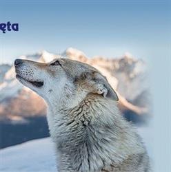 Przychodnia Weterynaryjna LUPUS, Sosnowiec godziny otwarcia