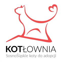 Fundacja Sosnośląskie koty do adopcji KOTłownia, Sosnowiec godziny otwarcia