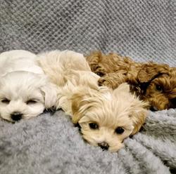 Hodowla Psów "La Brilance" Maltańczyk - Maltipoo - Pudel !, Jerzmanowice godziny otwarcia