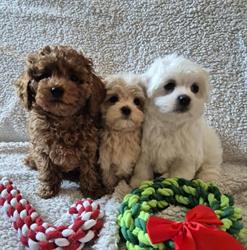 Hodowla Psów "La Brilance" Maltańczyk - Maltipoo - Pudel !, Jerzmanowice godziny otwarcia