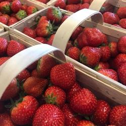 LEMON hurtownia owoców i warzyw, Kołobrzeg godziny otwarcia