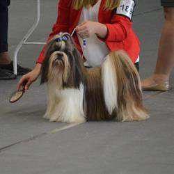 Perla del Amor FCI - Hodowla Shih Tzu, Wielmoża godziny otwarcia