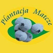 Plantacja Matcze. Baraniuk M., godziny otwarcia