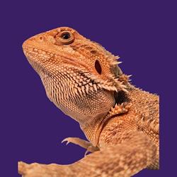 Sklep zoologiczno-ogrodniczy Boguszów-Gorce, godziny otwarcia