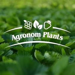 Agronom Plants, Zienki godziny otwarcia