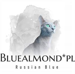 Hodowla Kotów Rosyjskich Niebieskich Bluealmond, Dąbrowa Górnicza godziny otwarcia