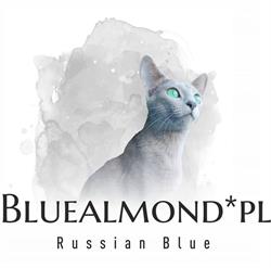 Hodowla Kotów Rosyjskich Niebieskich Bluealmond, Dąbrowa Górnicza godziny otwarcia