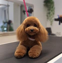 Psi Salon K&P Groomer Butik, Głubczyce godziny otwarcia