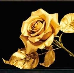 Golden Rose, Nysa godziny otwarcia