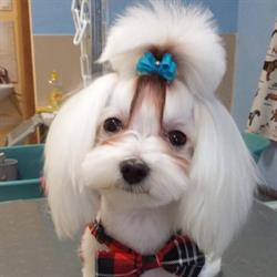 Coco-Psianel Profesjonalne usługi groomerskie, Lębork godziny otwarcia