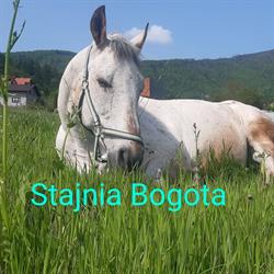Stajnia Bogota, Lipowa godziny otwarcia