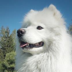 Protego Harribilis. Hodowla psów rasowych Rottweiler, Samoyed., Słowik godziny otwarcia