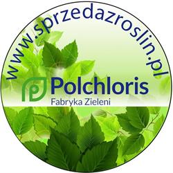 Polchloris Fabryka Zieleni Justyna Bagińska, Strzelin godziny otwarcia