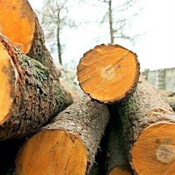 Zuleko. Zakład usług leśnych., Wąsosz godziny otwarcia