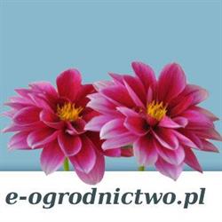 Ogrodnictwo Tomanek, Zabrze godziny otwarcia