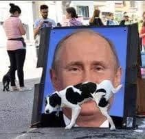 HappyPuppy.sklep.pl - Akcesoria dla psów i kotów, Gdańsk godziny otwarcia