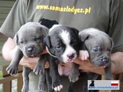 Sama Słodycz Hodowla Staffordshire Bull Terrier, Kanie godziny otwarcia