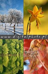 Digitalphoto.pl - Fotografia cyfrowa, Trąbki Wielkie godziny otwarcia
