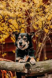 Schronisko Funny Pets w Czartkach, Sieradz godziny otwarcia