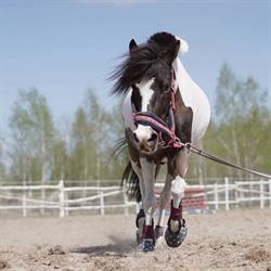 Pony Express Jazda Konna dla Dzieci, Piaseczno godziny otwarcia