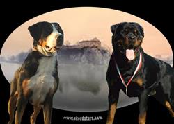 Skordatura FCI - Hodowla Rottweiler , Duży Szwajcarski Pies Pasterski, Kraków godziny otwarcia