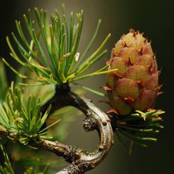 Arboretum Leśne im. prof. Stefana Białoboka w Nadleśnictwie Syców, Dziadowa Kłoda godziny otwarcia
