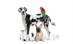 Sklep Zoologiczny i Podkuwnictwo Romar, Lublin godziny otwarcia