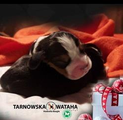 Moje beagle FCI moja milosc, Rzuchowa godziny otwarcia