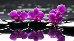 Orchidea, Ostrowiec Świętokrzyski godziny otwarcia