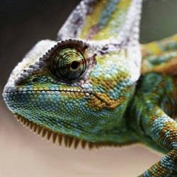 Sklep zoologiczny "Kameleon", Rawicz godziny otwarcia
