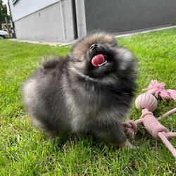Szafirek - Hodowla Szpiców Miniaturowych I Pomeranian, Nowy Bedoń godziny otwarcia