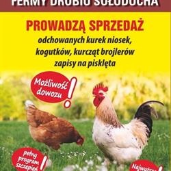 Ferma Drobiu Sołuducha - Sprzedaż kur niosek, Łabunie godziny otwarcia