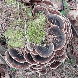 Herbalyme, Jaworzno godziny otwarcia